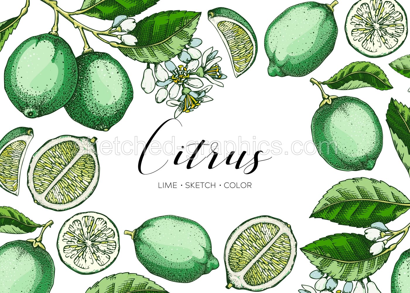 Lime fruit frame. Exotic plants design template. Citrus fruit in watercolor style. Summer background. Hand drawn vector illustration. NOT AI generated Illustration